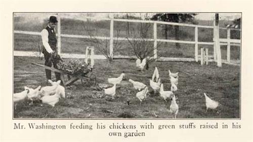 Washington and Chickens 