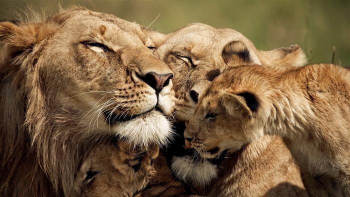 Lion